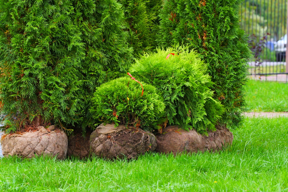 Уход за растениями на участке